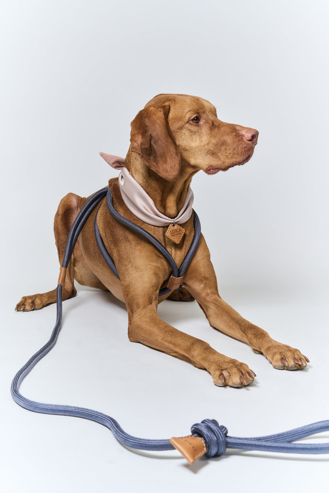 Boo Oh】RAY HARNESS – STANDING ON THE BLUE