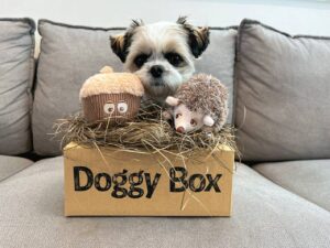 ワンちゃんのためのワクワク定期便「Doggy Box ( ドギーボックス
