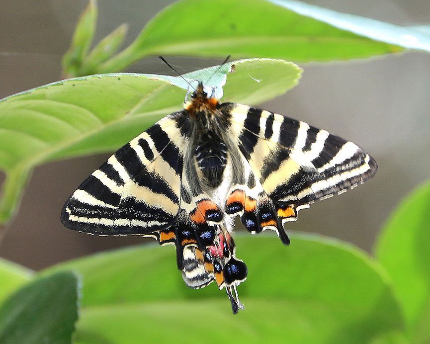 異常型・ペア】ギフチョウ（福井県産） 異常型・ペア】ギフチョウ