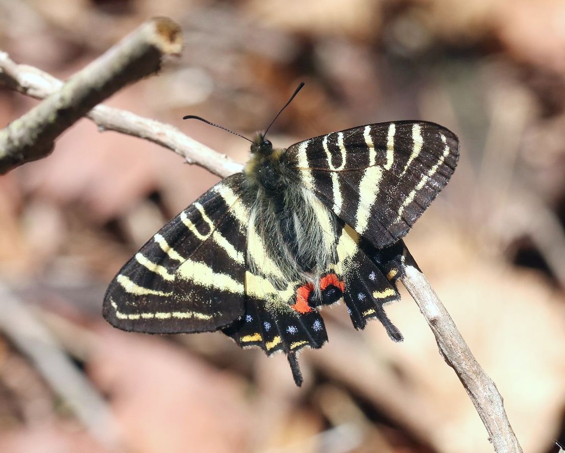 異常型・赤紋型】ギフチョウ（滋賀県・飼育品）