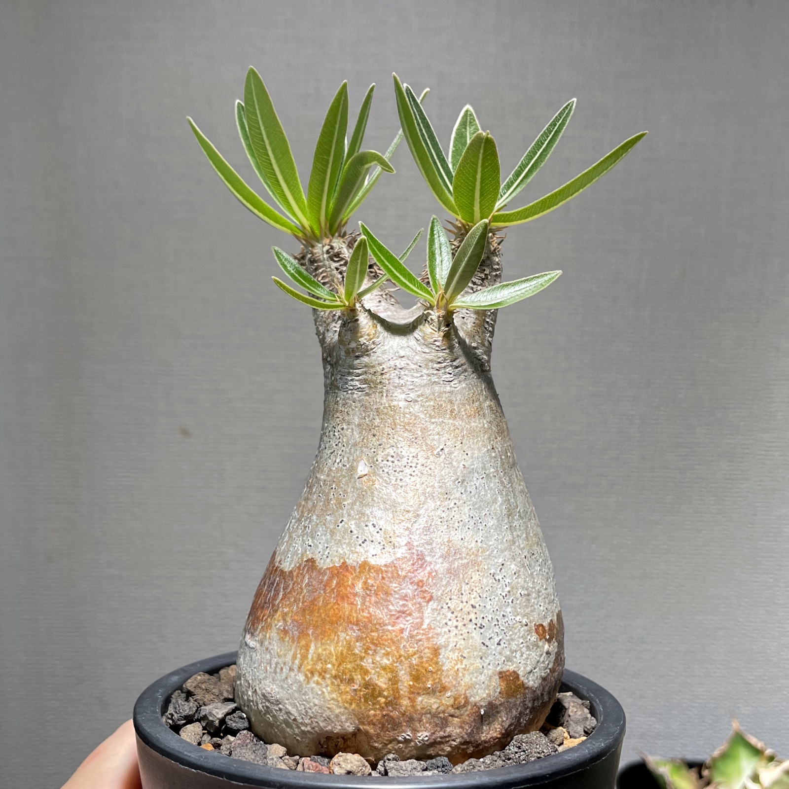 ラ156 「現地株」パキポディウム グラキリス S 抜き苗【/最新到着