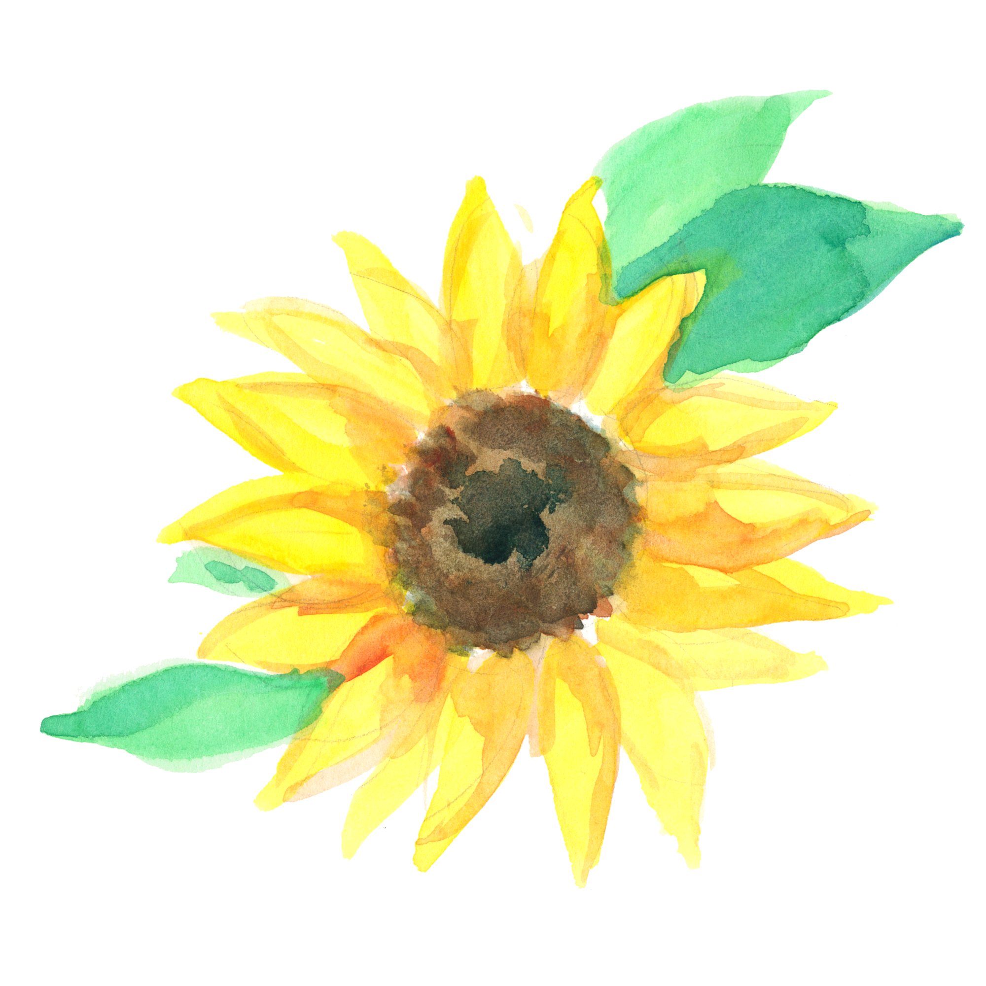 ヒマワリ｜Sui-Sai｜手描き水彩イラストフリー素材集