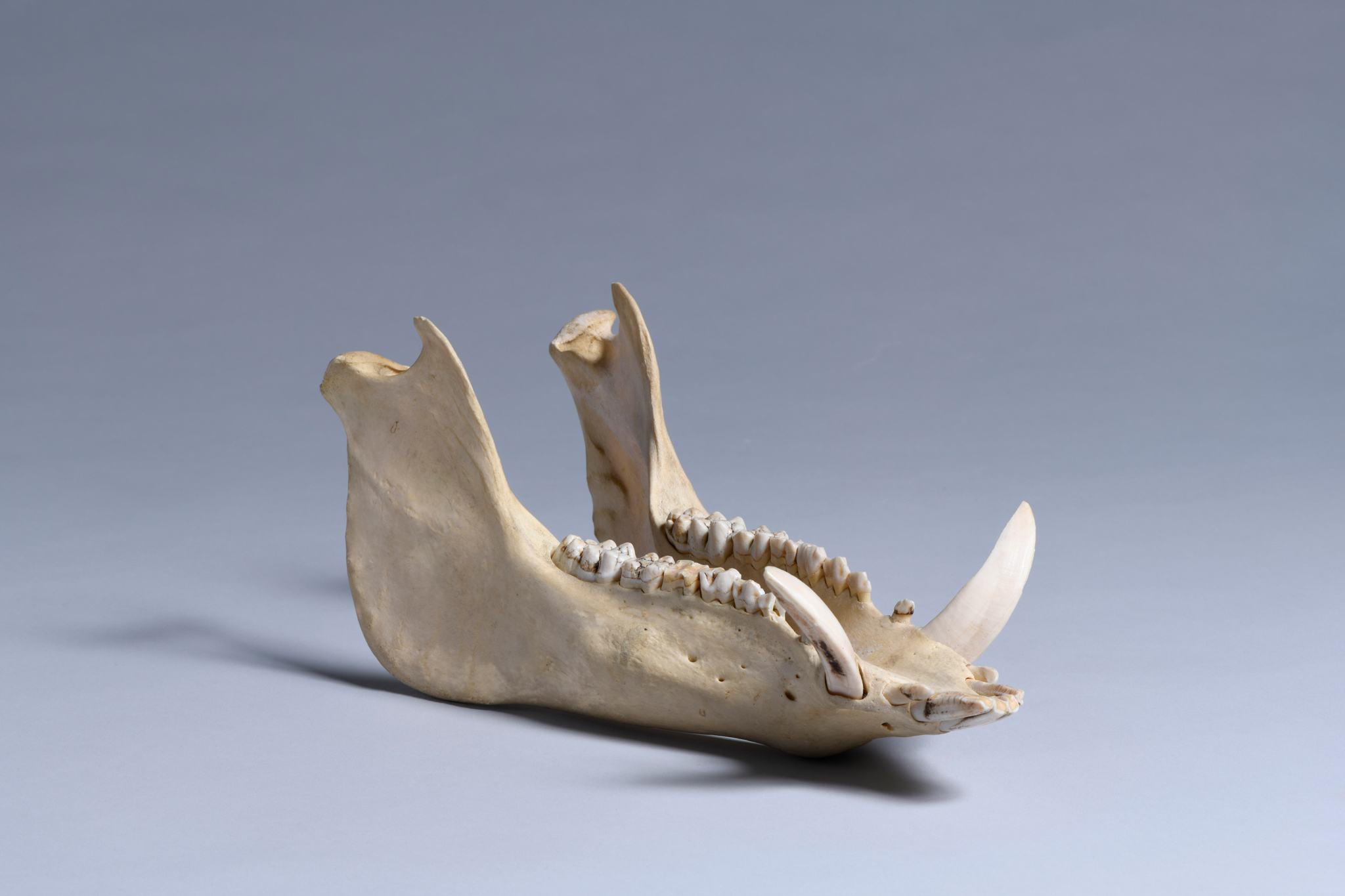 ニホンイノシシの頭蓋骨 下顎付き 約30cm イノシシの頭蓋骨 骨格標本