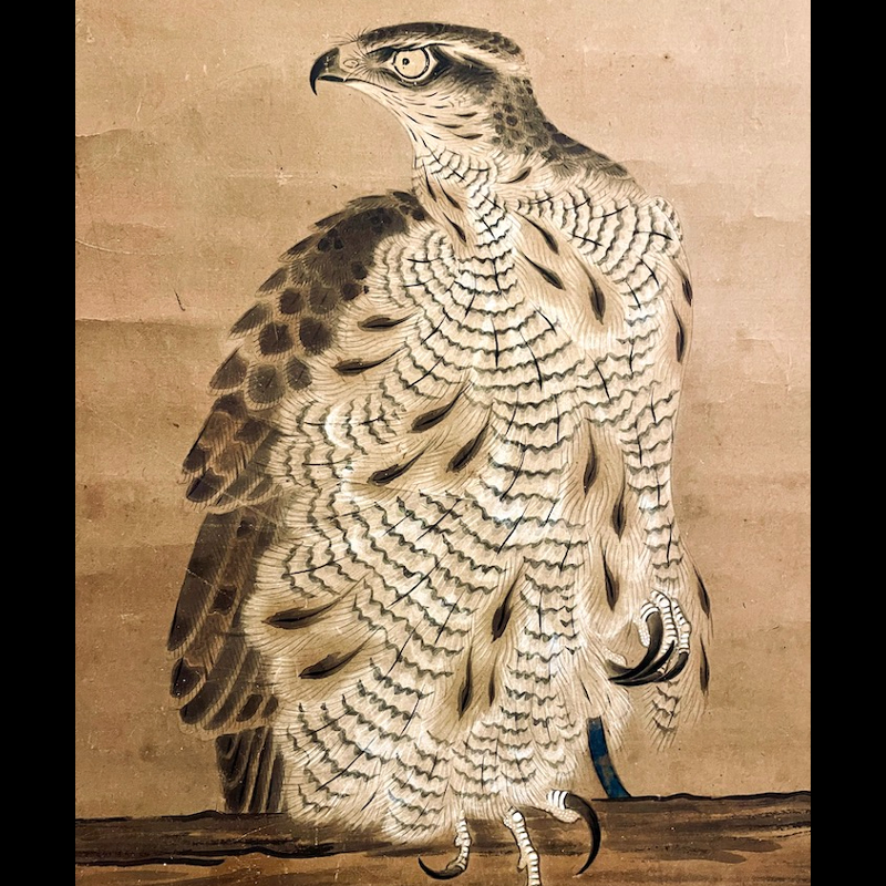 土岐頼芸 工芸品 「鷹図」 掛軸 紙本 日本画 美濃国守護大名