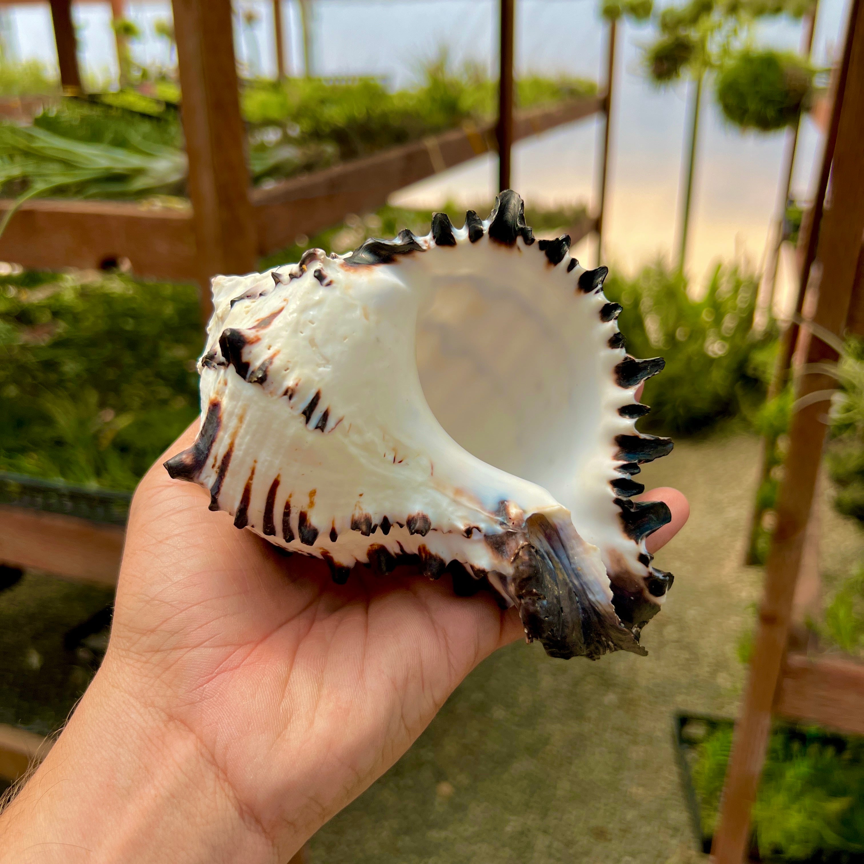 Zebra Murex Shell Large – Air Plant Hub