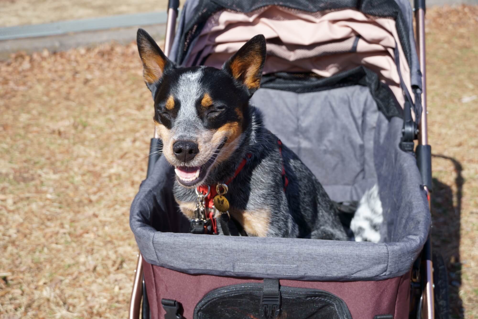 オールワンプレミアム 大型ペットカート 45kg 大・中型犬 多頭 シニア