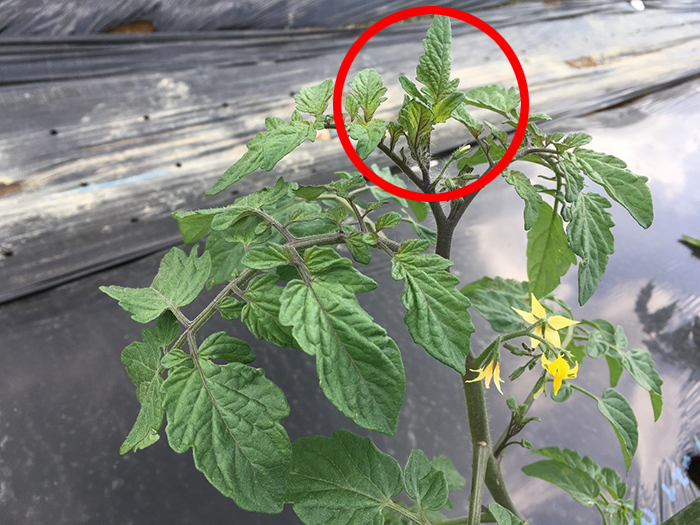 芯止まり・非芯止まりトマトのお話