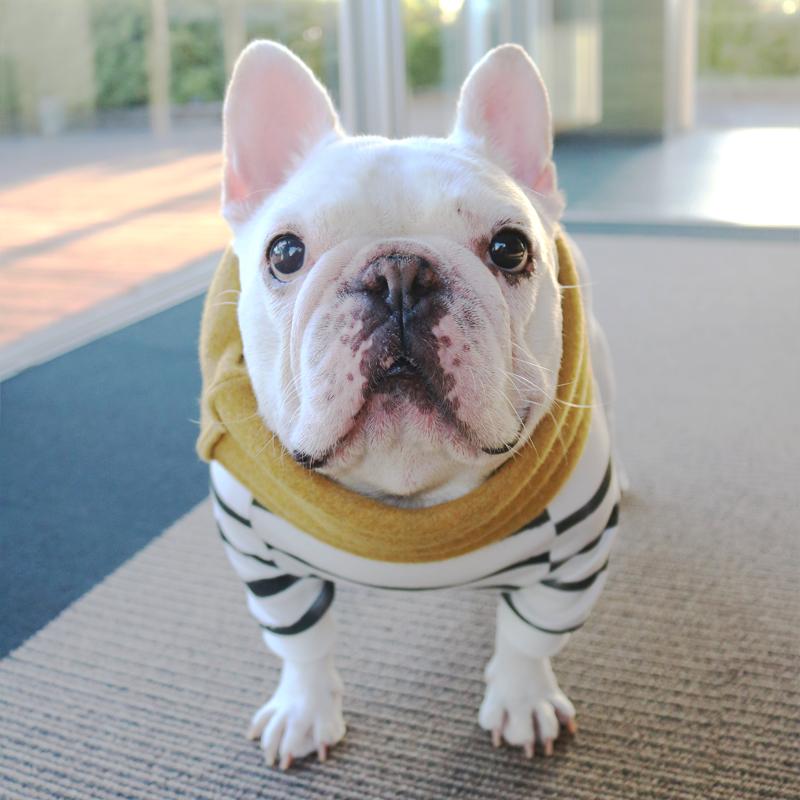 フレンチブルドッグ・ブルドッグの洋服通販の専門店 | andCharlie
