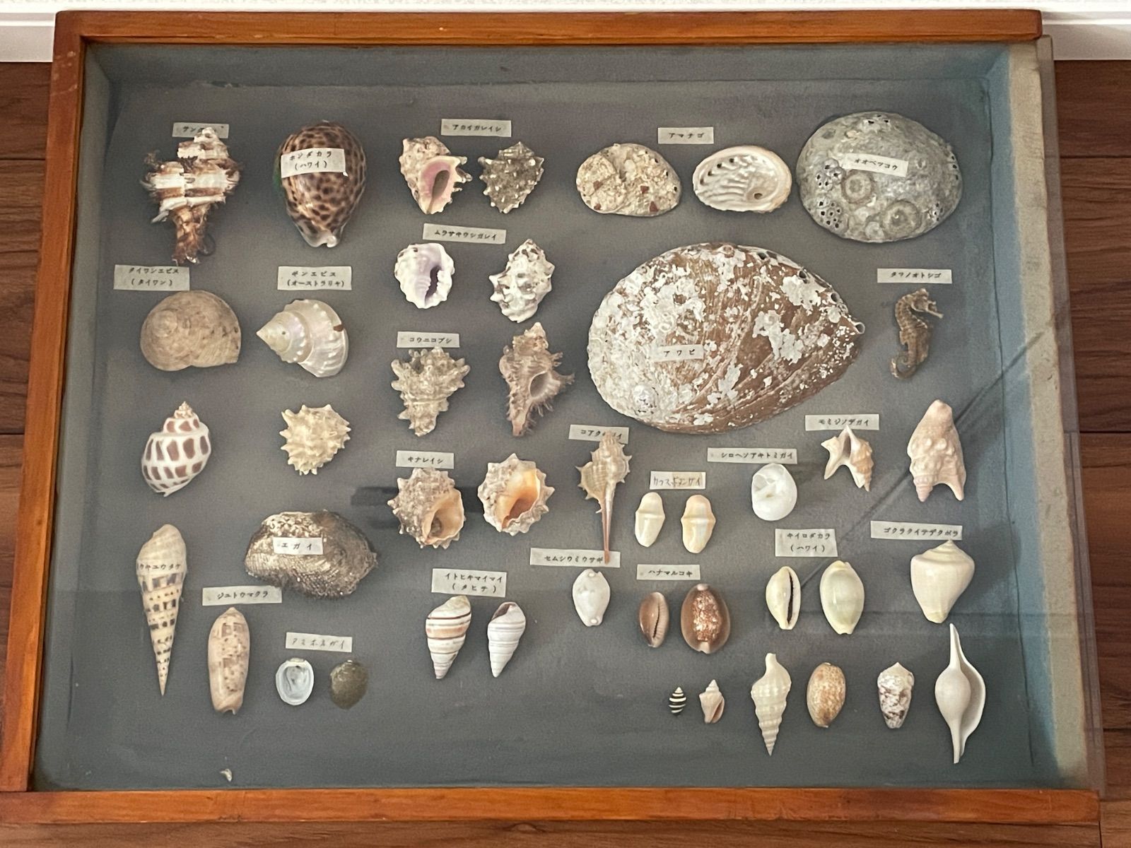 貝 標本 カブトソデガイ 超大型21㎝ 貝 標本 カブトソデガイ 超大型