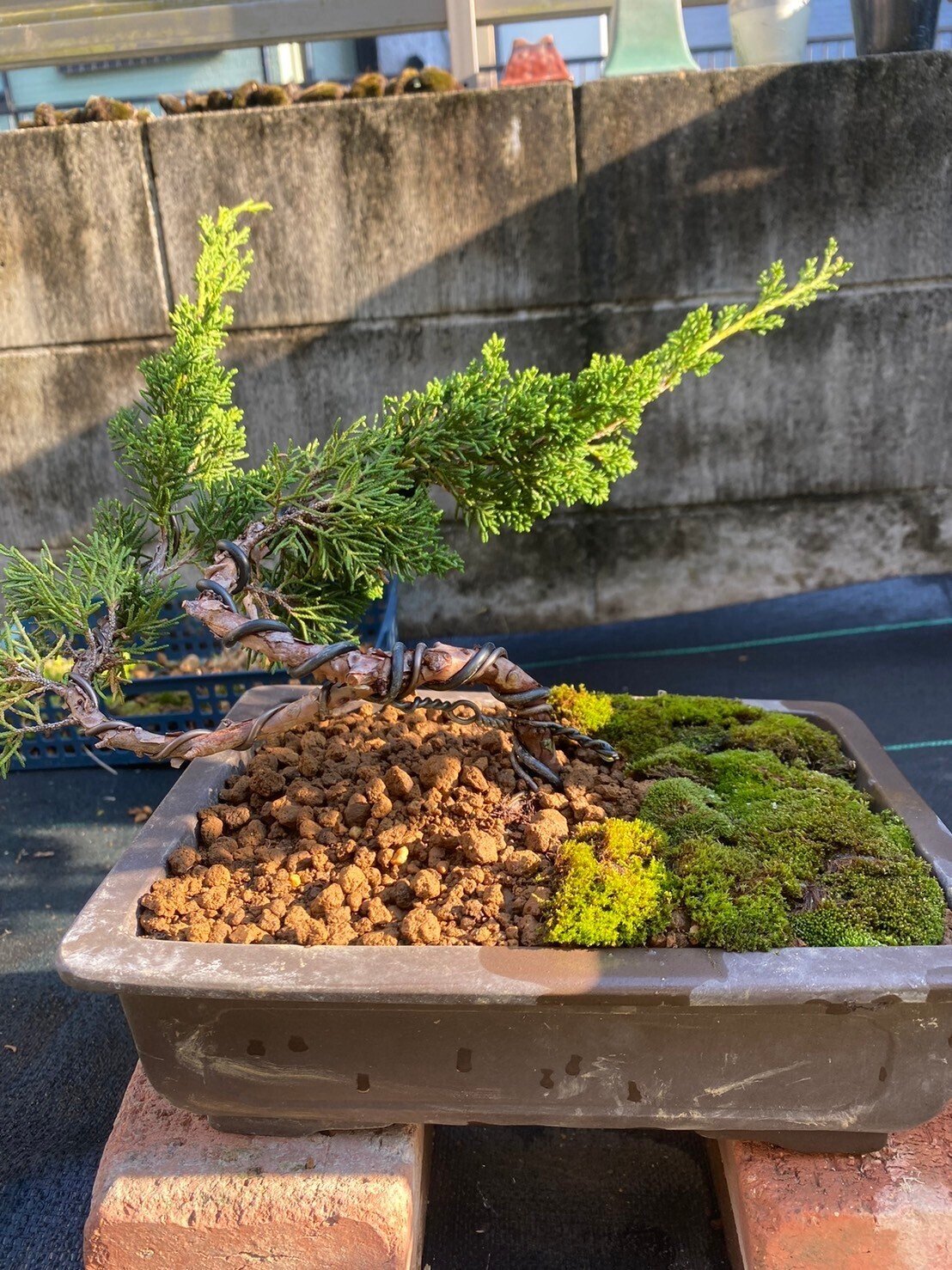 盆栽 黒松 庭木 黒松（古木）（庭木） 盆栽＃14 地植えに挑戦と真柏の