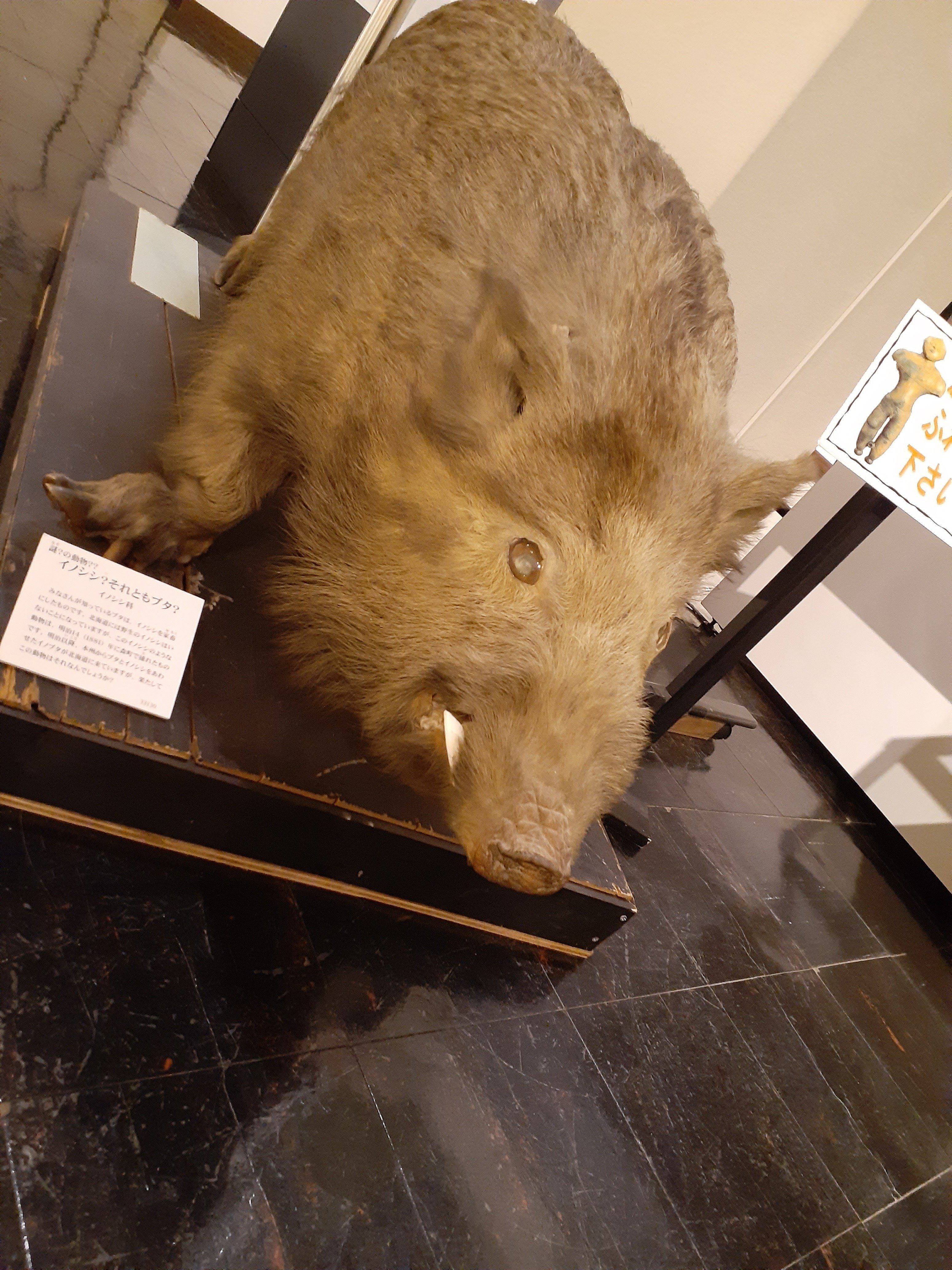 猪の剥製 亥の子七代｜TechpanCreate（テクパン・クリエイト）