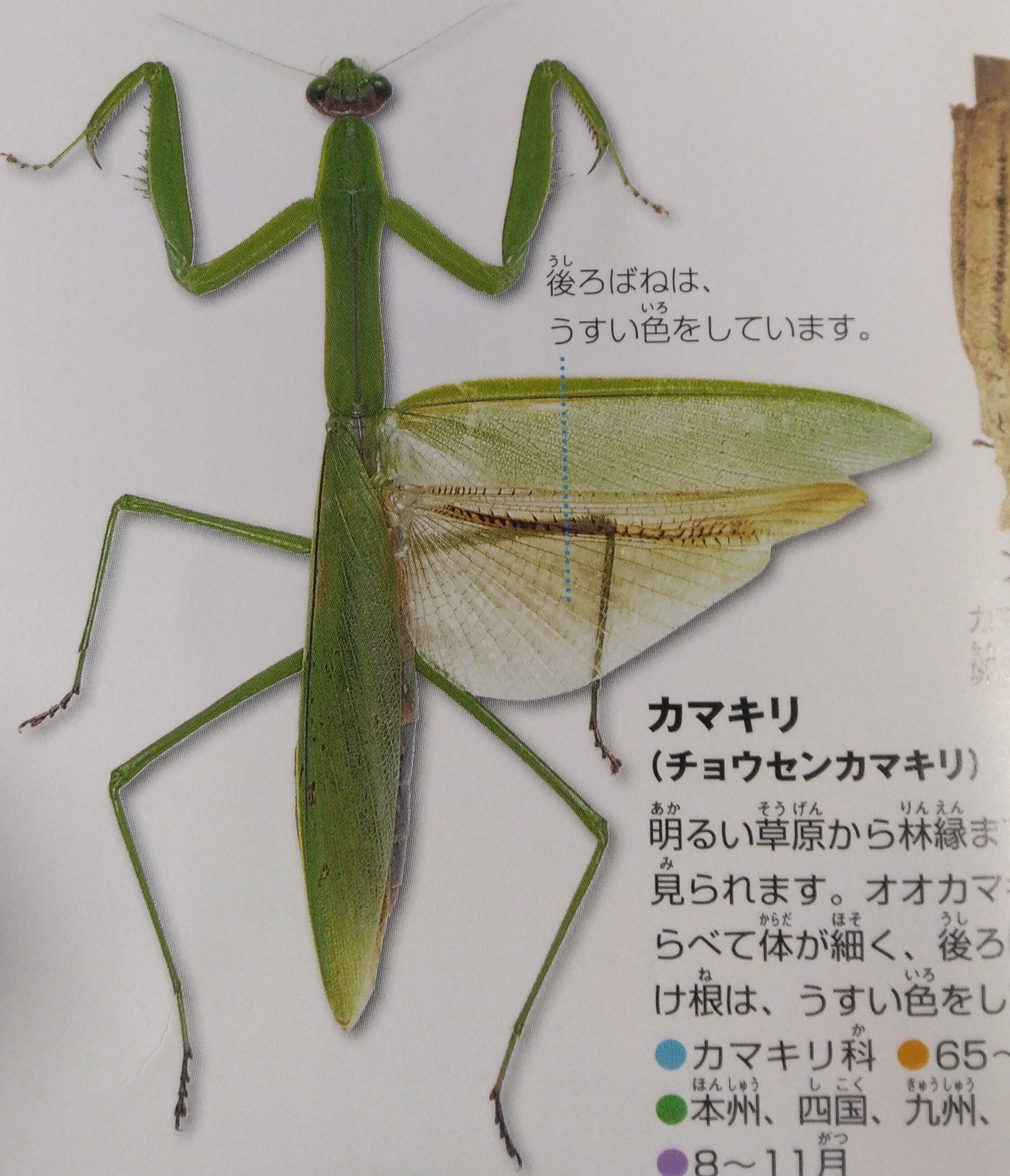 図鑑の虫のポージングが気になる夫｜宮沢早紀