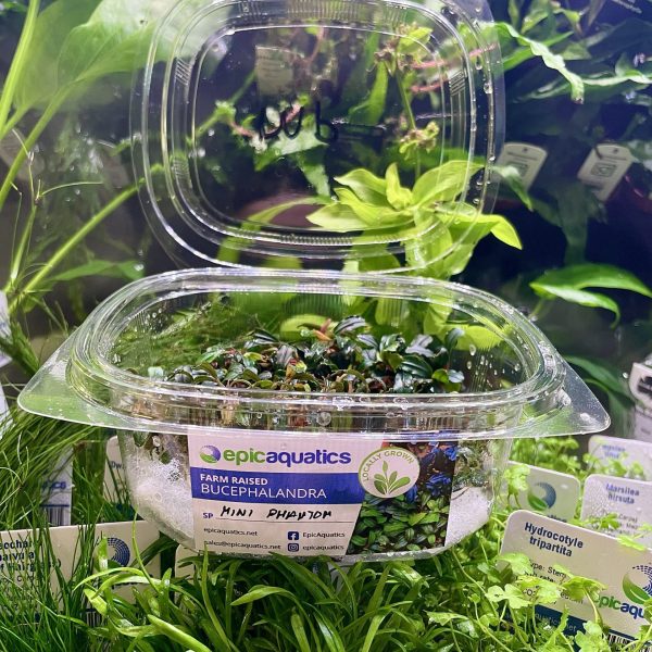 Bucephalandra .sp mini phantom Bucephalandra sp. Mini Phantom ADA Dooa