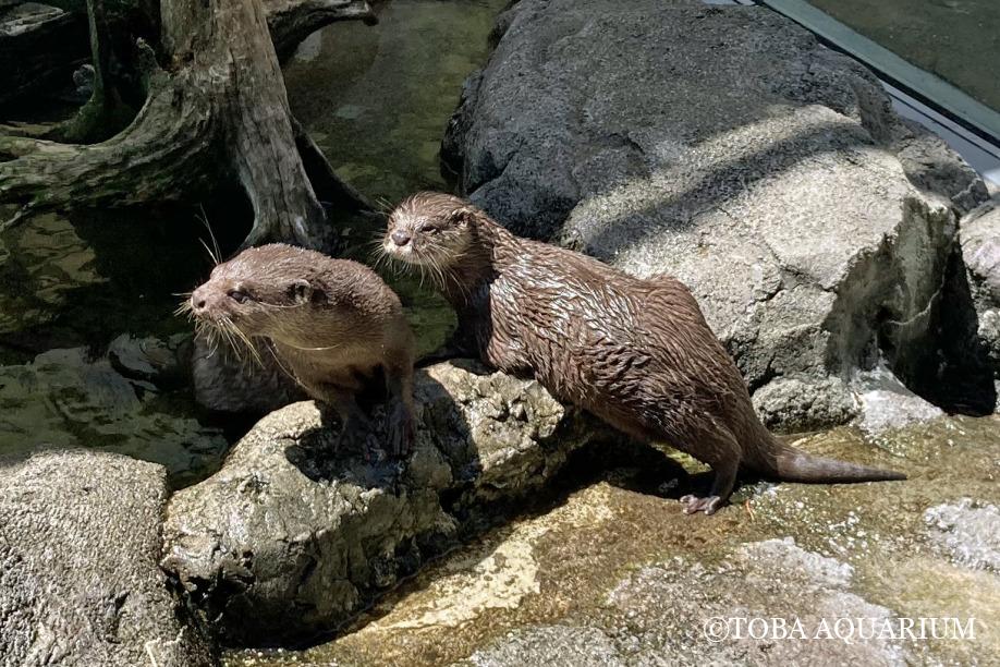 帰ってきました | 鳥羽水族館 飼育日記
