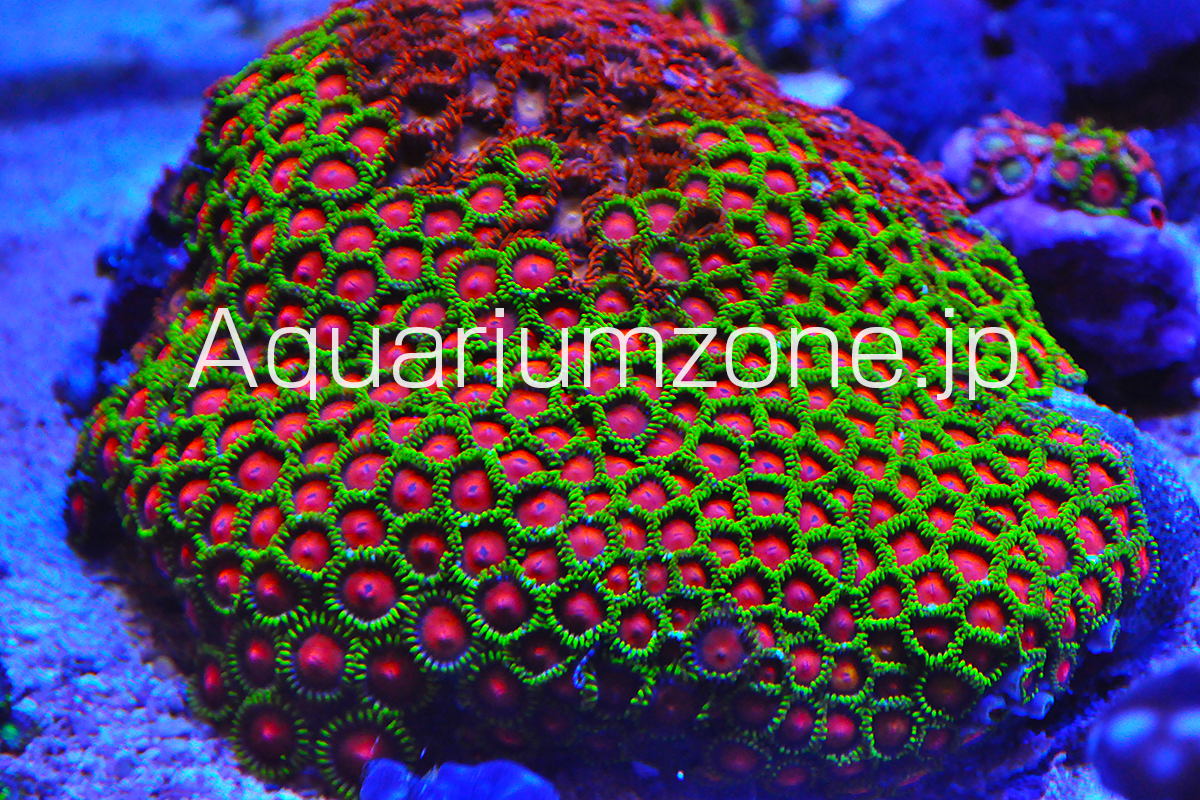マメスナギンチャクの長期飼育について | 海水魚がいる癒しの空間