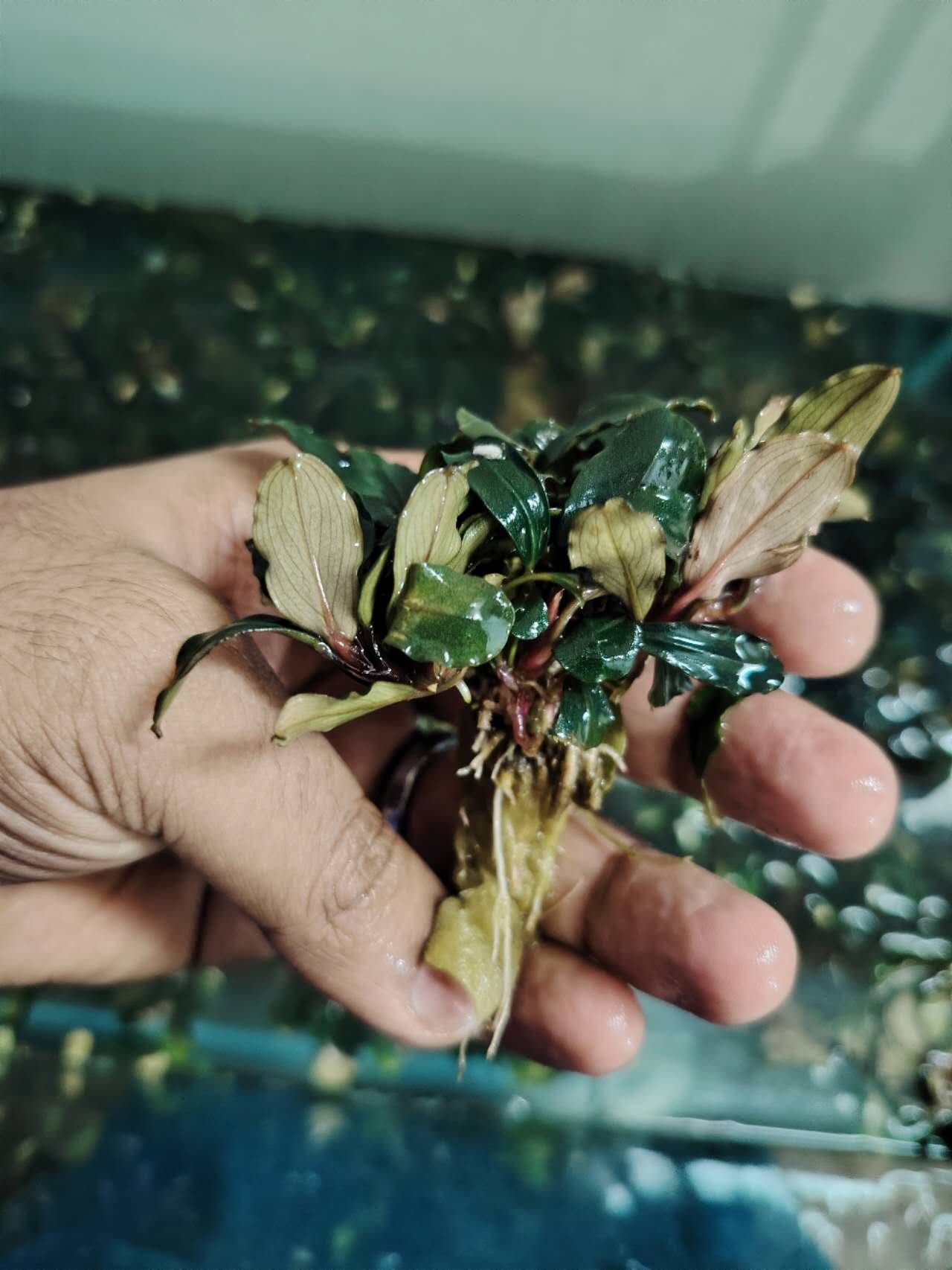 Bucephalandra Sp Ghost | Aquariaan Smart Shop