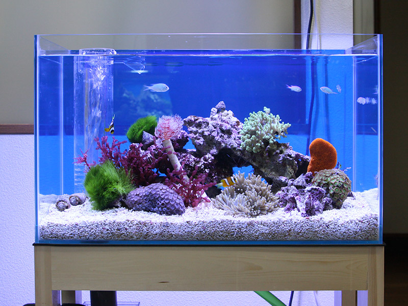 30cm 水槽用ホワイトコーラル型石 レイアウト済 人口ライブロック サンゴ