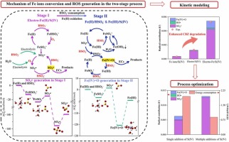 Synergistic mechanism and kinetic modeling of Fe ions coupled with