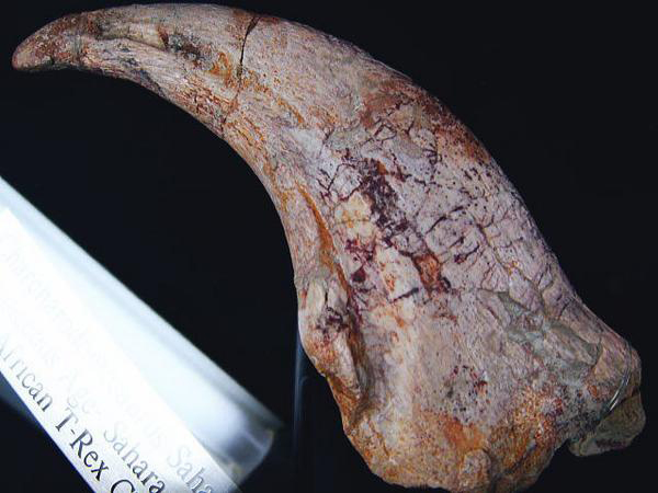 カルカロドントサウルス ハンドクロウ かぎ爪 化石 肉食恐竜 獣脚類