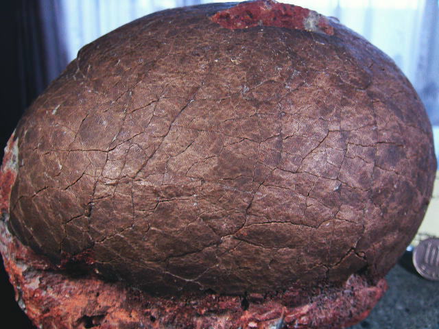 ☆【入手困難】博物館クラス 恐竜の卵 化石 ハドロサウルスの卵の巣