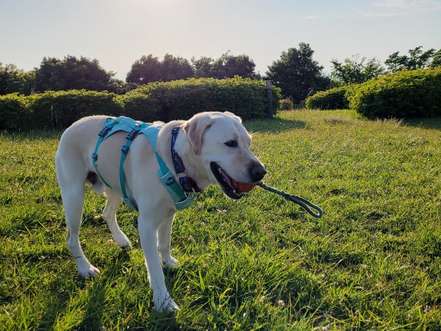 ラフウェア フラッグラインハーネス (送料無料）すっぽ抜けしづらい