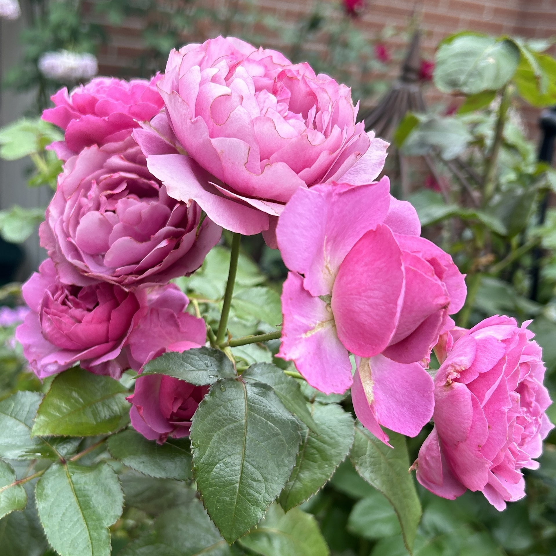 シュリンクスの二番花: Green's Garden