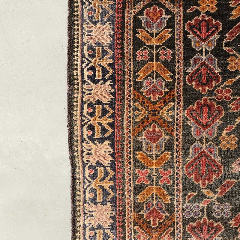 大型】パルナシウス・ジャクモンティ （1オス・アフガニスタン産