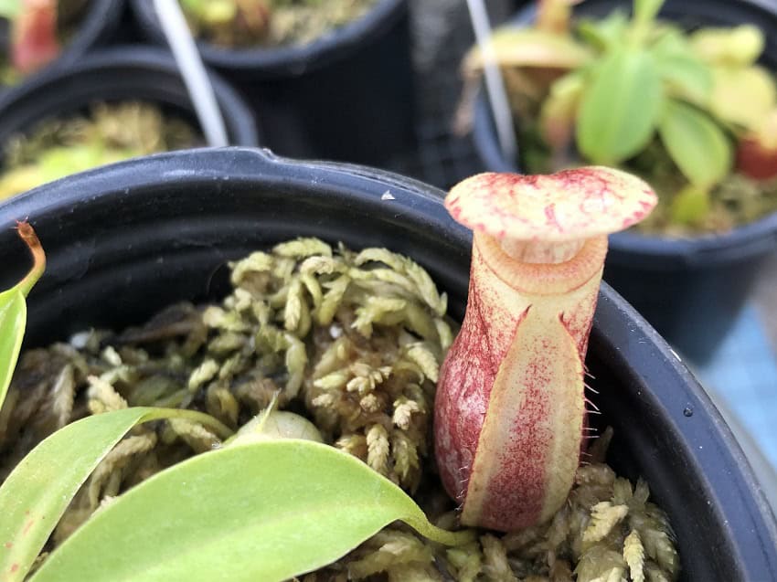 Nepenthes merrilliana x (maxima x talangensis) BE 3942 – Bergen