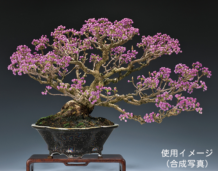 平安泉山黒釉星結晶木瓜式鉢(大) | 盆栽、盆栽書籍、盆栽鉢の通販