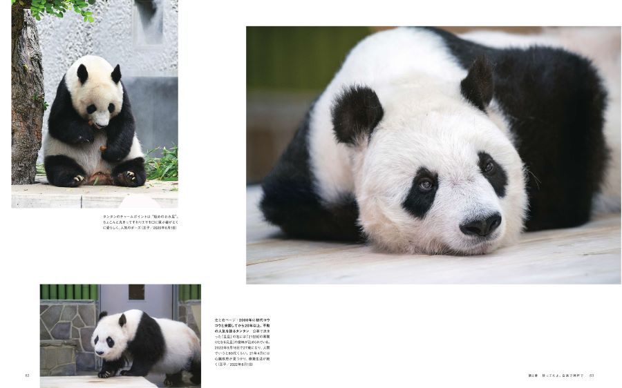 ジャイアントパンダカンカン(康康) パネル写真 ジャイアントパンダ