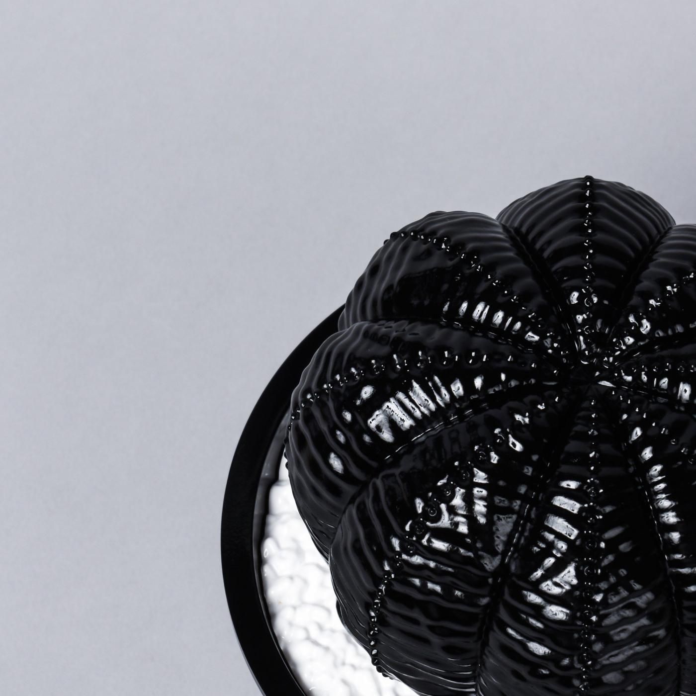 VCD Euphorbia obesa glosst var. BLACK – BOTANIZE