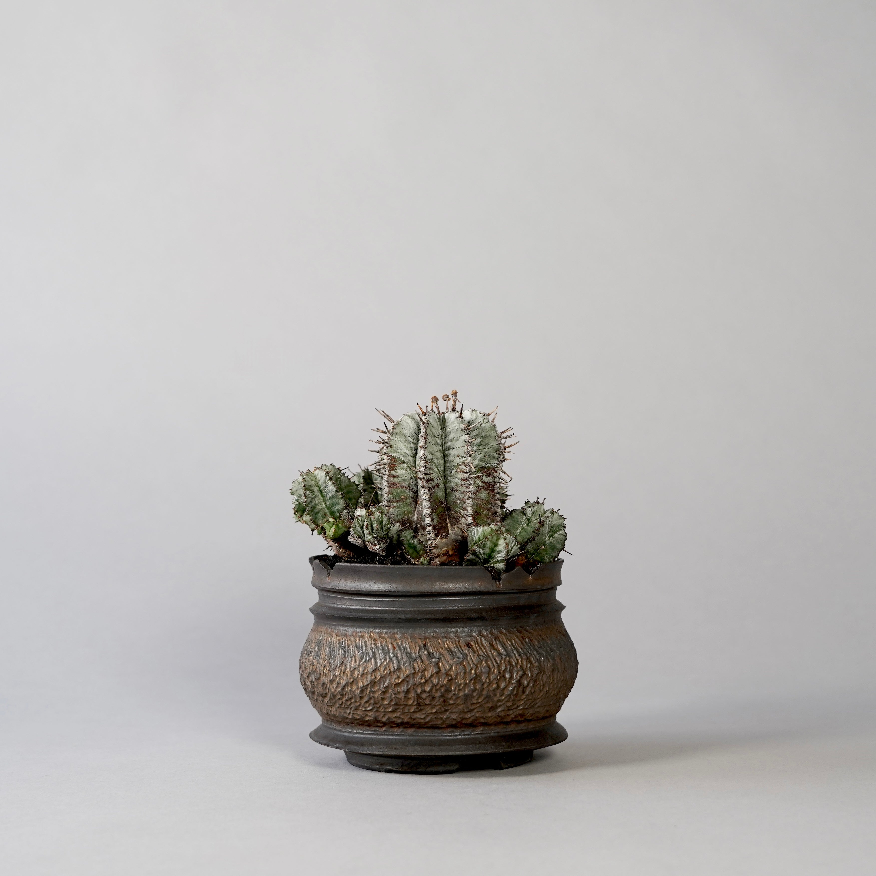 BOTANIZE ON THE STREET ボタナイズ オンザストリート BOTANIZE ON THE