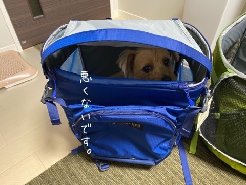 Ryoji様美品 mont-bell モンベルドッグキャリングバッグ Mサイズ青