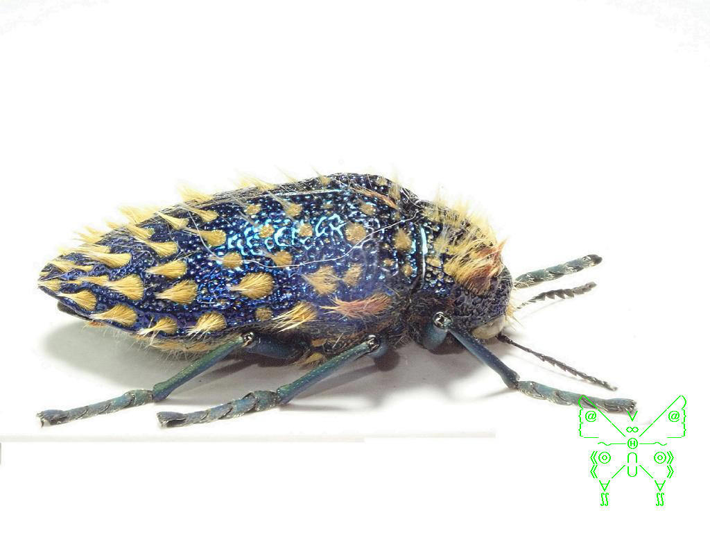 ムラサキケブカフトタマムシ | 昆虫いいね！そだねー