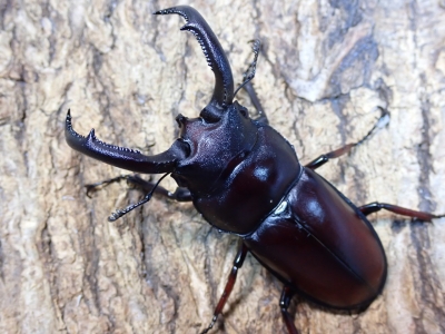 ベトナム産 マイシカクワガタ 45mm ベトナムのクワガタムシ Lucanidae
