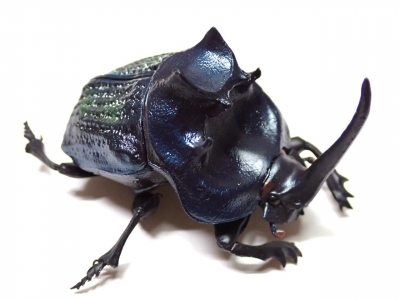 35mm】ピンポンタマオシコガネ 飛べないフンコロガシ オオニジ