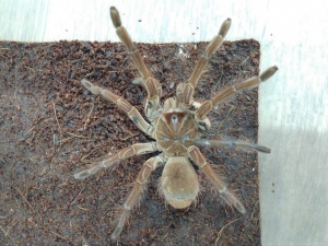 ゴライアスバードイーター ‼ | Kennyイオンモール多摩平の森