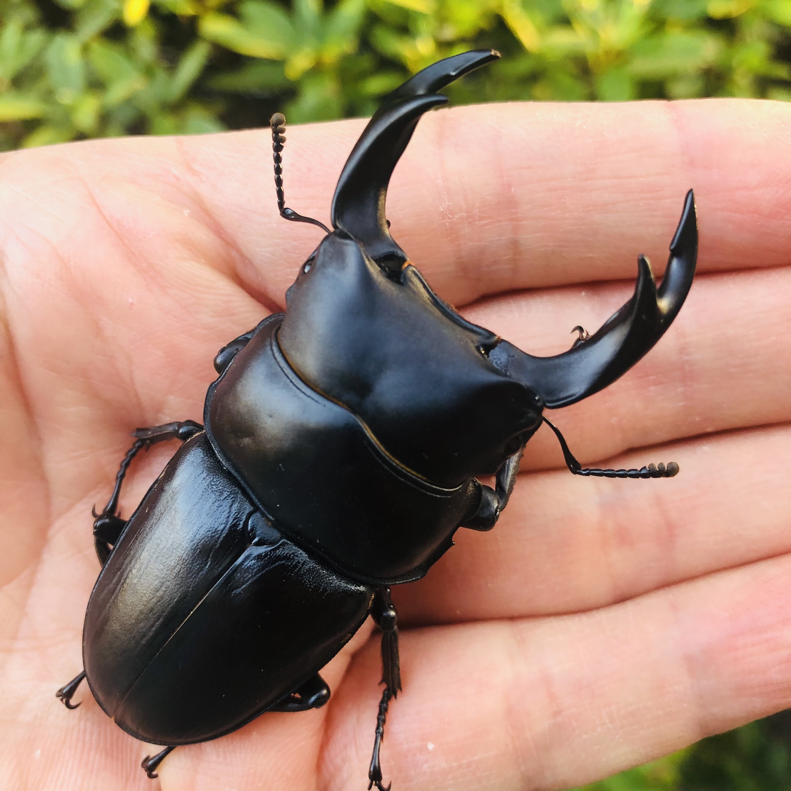 新潟県産 天然採集 オオクワガタ 新潟 オオクワ WD クワガタ ワイルド