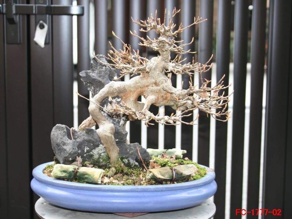 奥村石蘭のk掛け軸（枯れ木に烏の図） 奥村石蘭のk掛け軸（枯れ木に烏