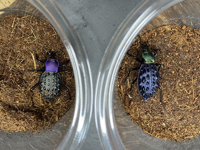 ブルーで凄く美しいカブリモドキ！ ブルーで凄く美しいカブリモドキ