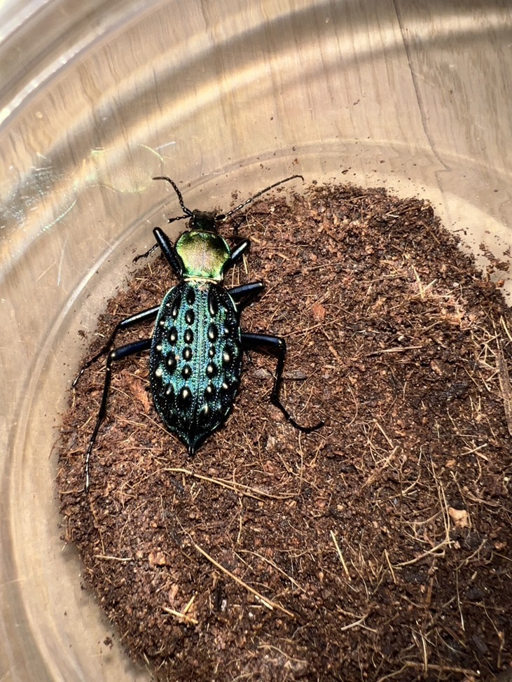 外国産オサムシ標本】全身緑のイボカブリモドキ/湖北省.恩施産/43mm 外