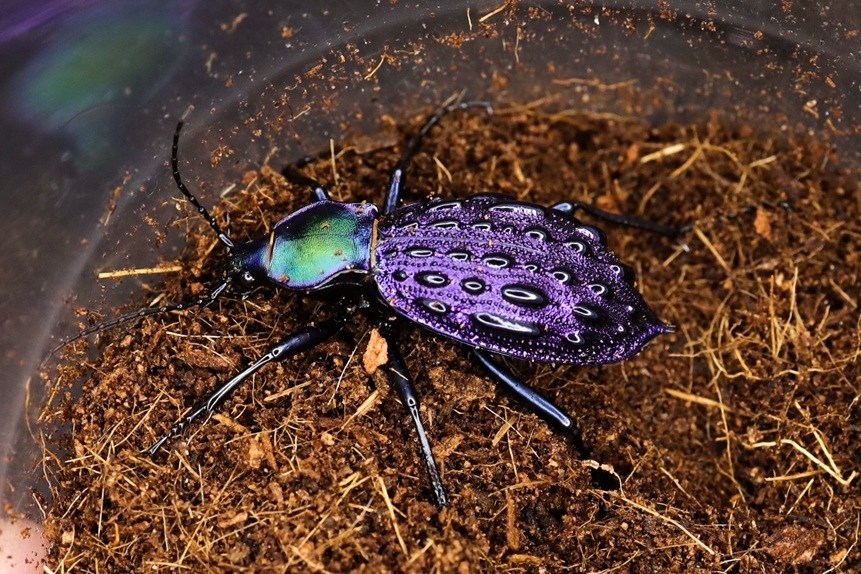 32mm】Eucarabus ulrichi オサムシ カブリモドキ標本 外国産オサムシ