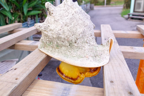 トウカムリの調理方法ブログ！ | feeldive no umiblog