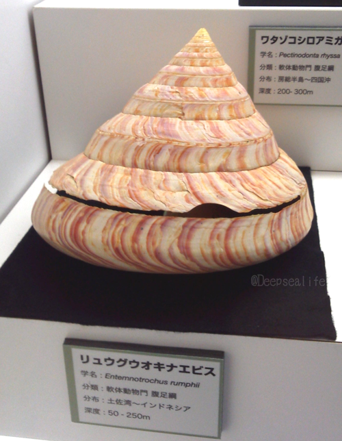 貝標本ウラシマオキナエビス特美品個体size 64.5mm￼