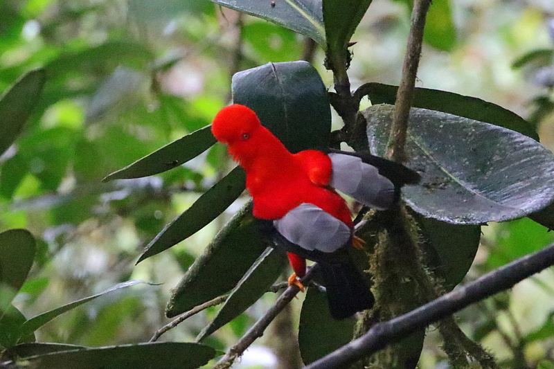 日本画 アンデスコンドル 鳥 赤 B1サイズ 日本画 アンデスコンドル 鳥