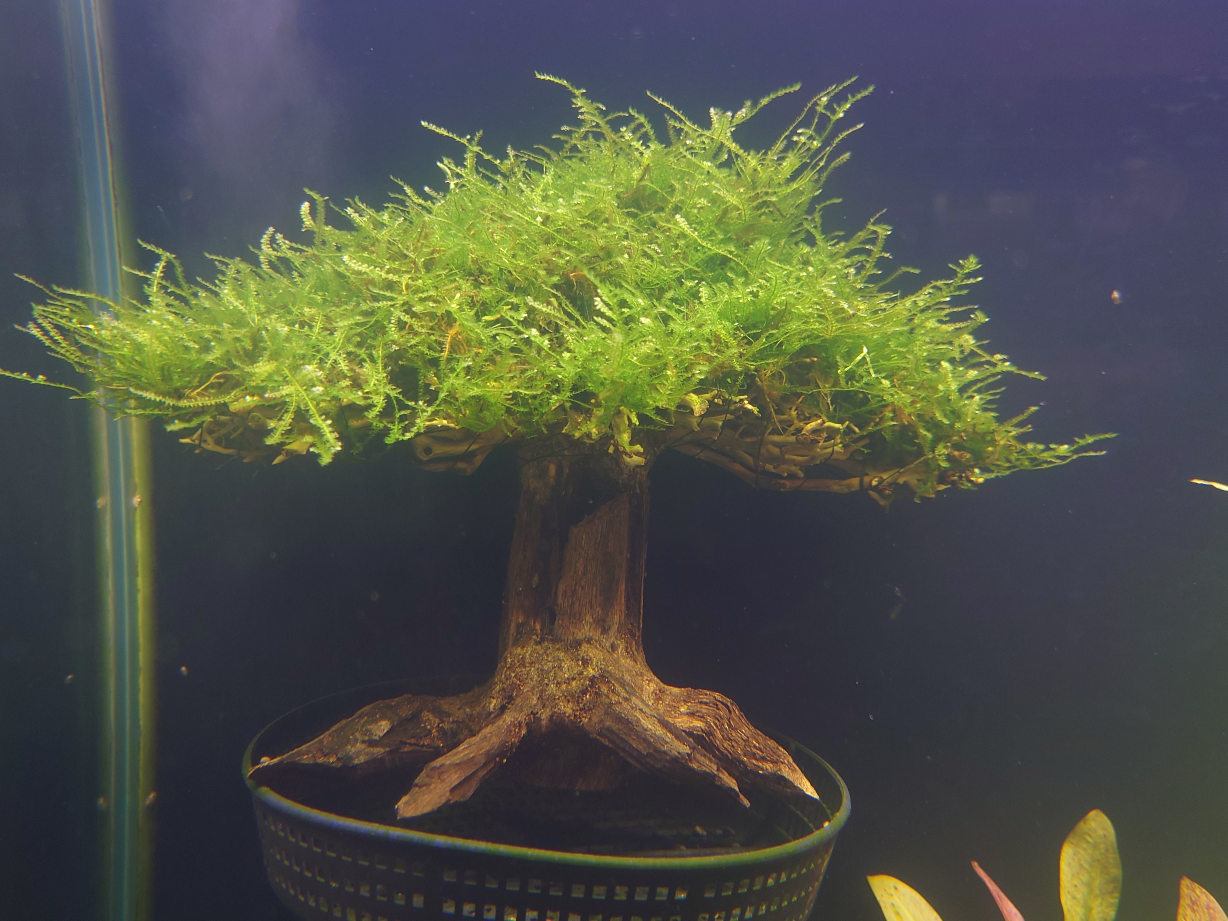 コンクリート盆栽 流木オブジェ】 アート アクセサリー インテリア