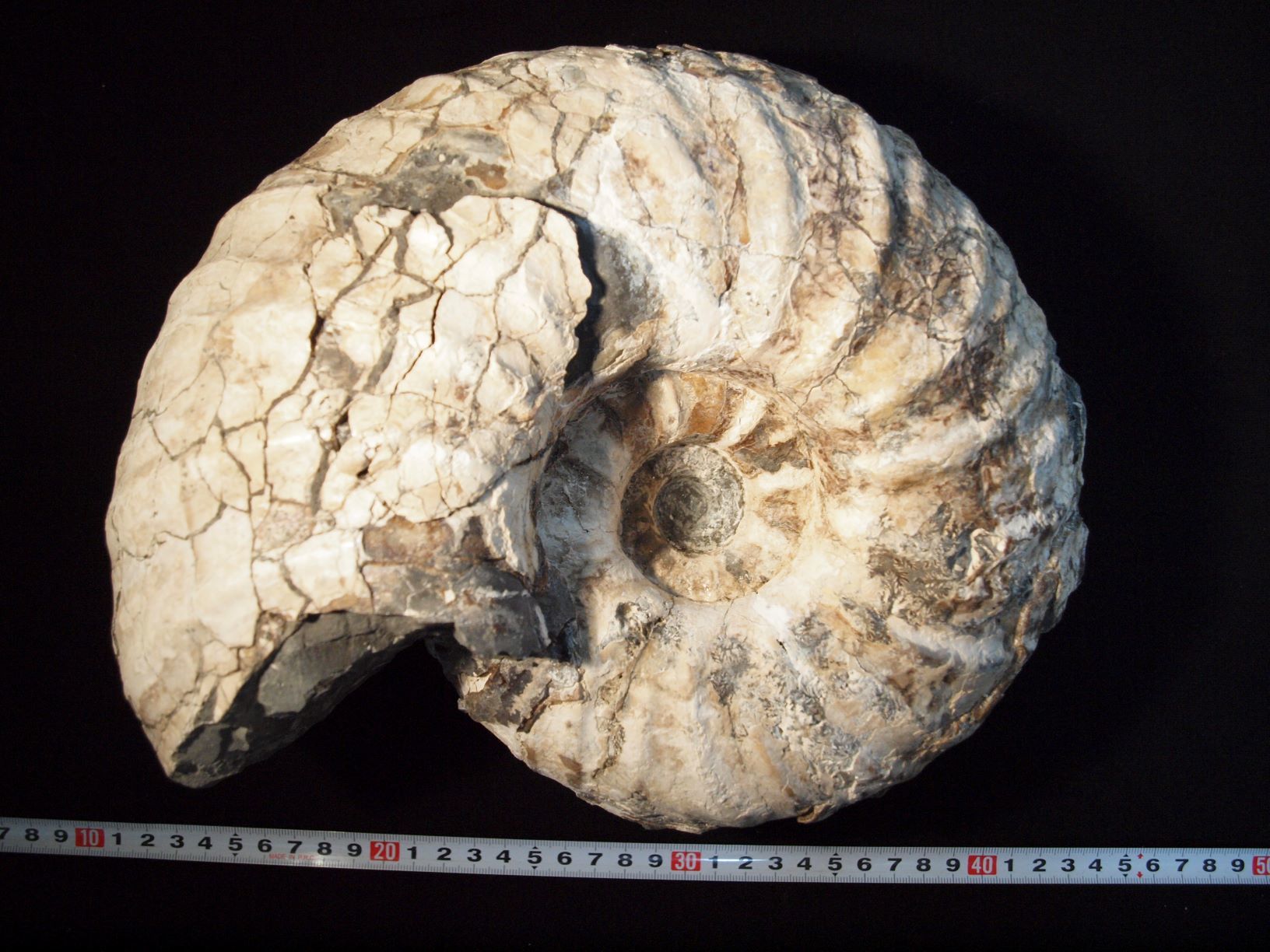 2kg まん丸なユーパキディスカスハラダイ 化石 アンモナイト 羽幌