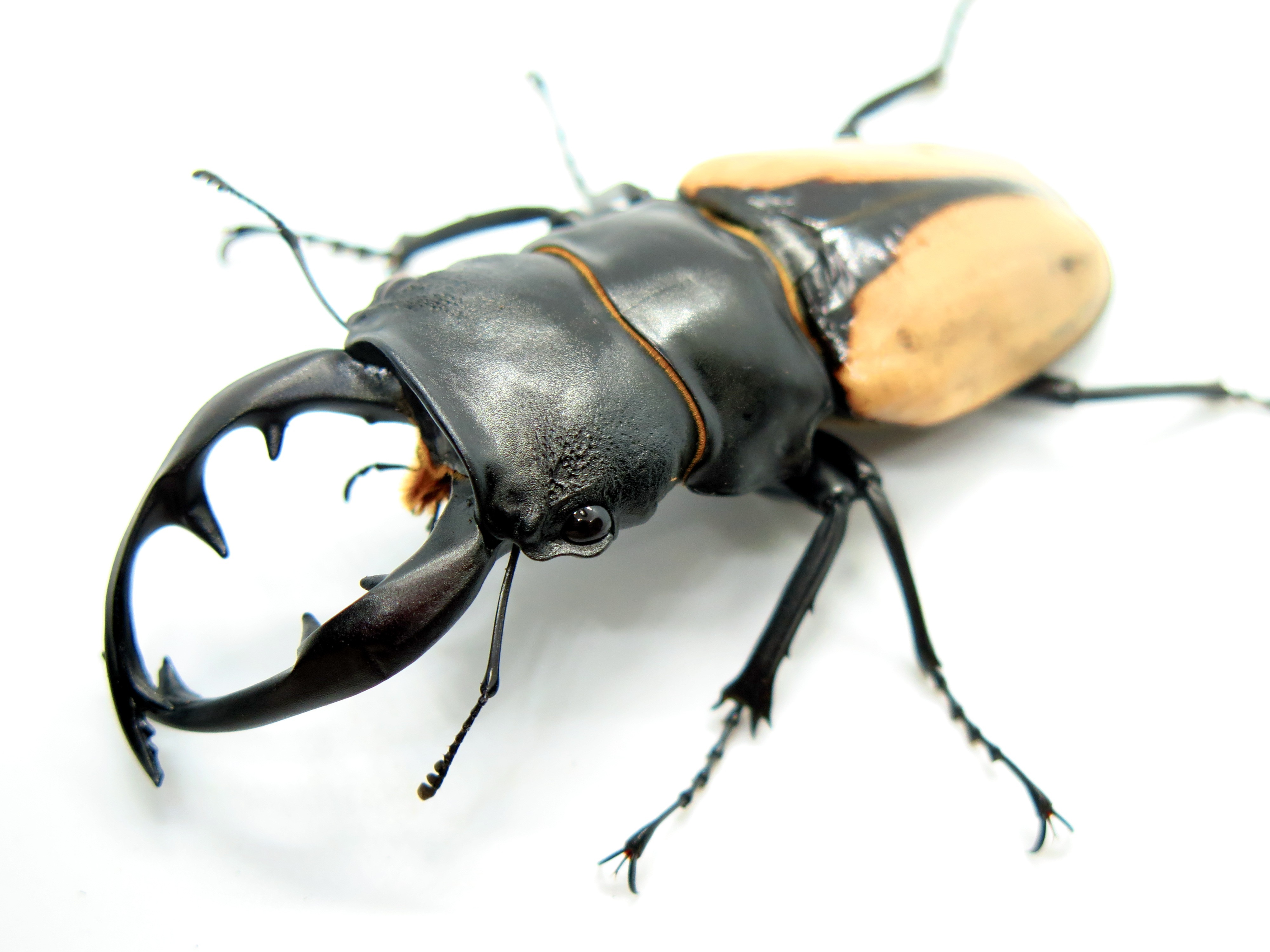 ブルマイスターツヤ飼育記 - ブルマイスターツヤ