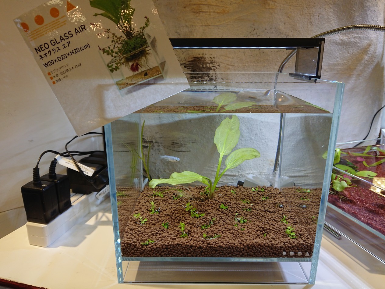 DOOA ネオグラスエア W150×D150×H300 水槽 蓋付き M109283441 - 水槽激安