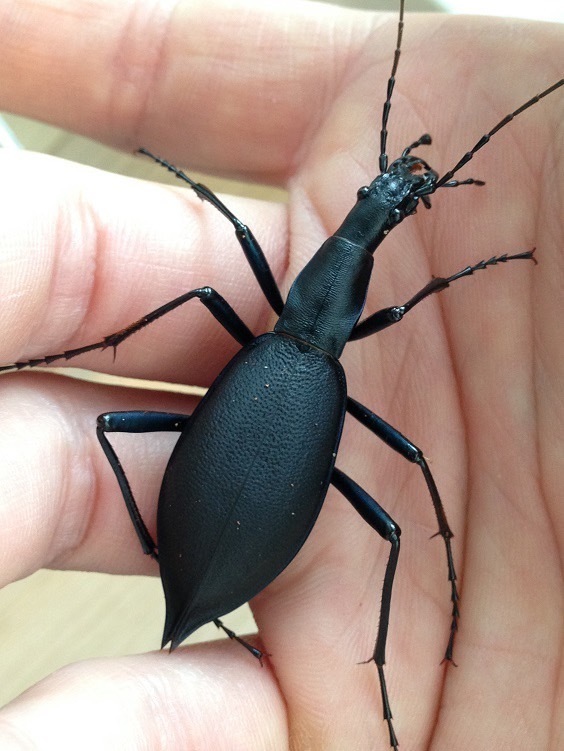 カブリモドキに挑戦する皆様へ | ホペイフリークの自己満足日記